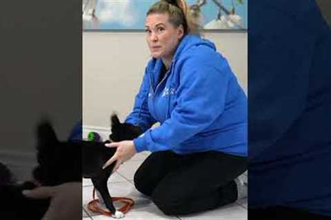 Use THIS Tool To STOP Puppy Biting
