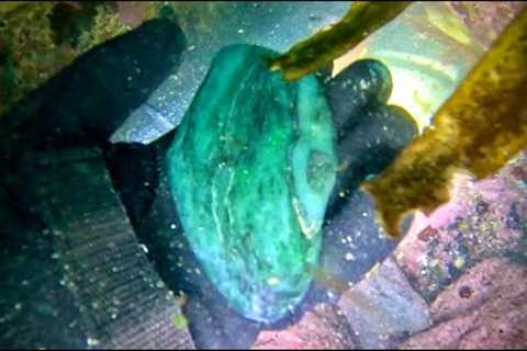 Scuba Diving Jade Cave in Jade Cove, Big Sur California