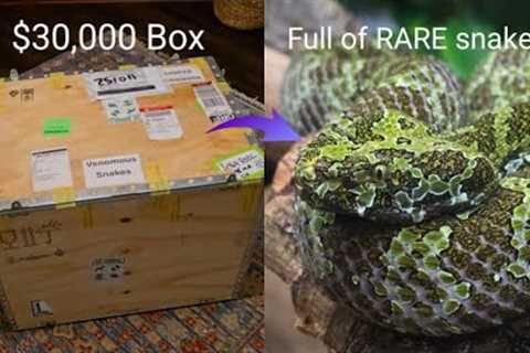 Unboxing $30,000 of Venomous Snakes!