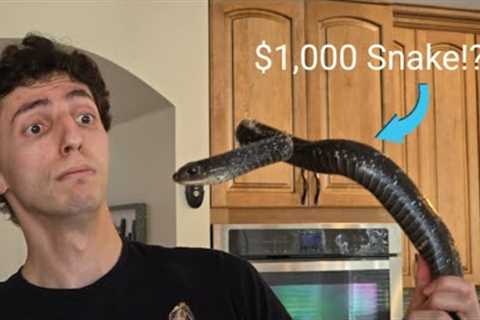 I spent $1,000 at the biggest reptile expo in the country!