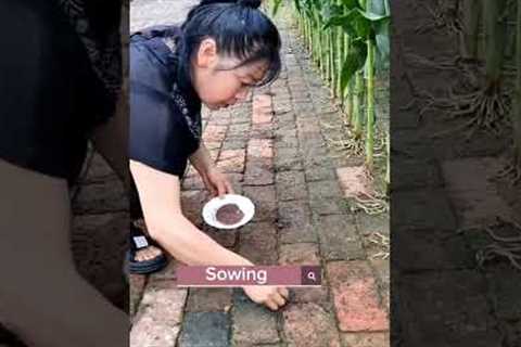 How To Turn  Brick Yard To A Vegetable Garden #satisfying #shot