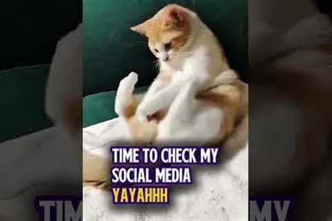 TIME TO CHECK MY SOCIAL MEDIA | Cat Meme #fyp #trending #viral #shorts