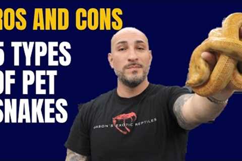 PROS AND CONS of 5 Most Common Pet Snakes