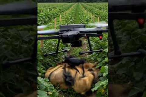 Drones capture wild boars that destroy crops #villagelife#smartfarming#farmingtraditions#farming101