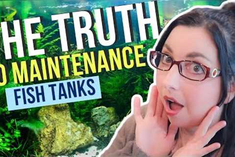 Self Sustaining Ecosystem in Your Aquarium  🐠 No Maintenance Fish Tanks