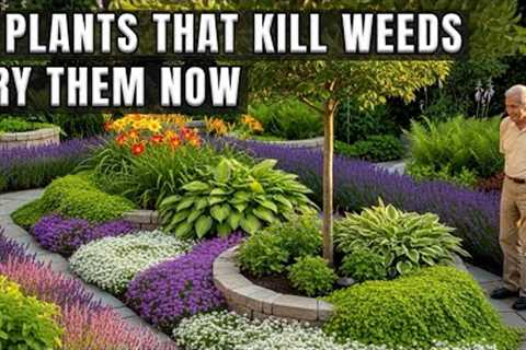 7 Powerful Plants That Naturally Stop Weeds—Transform Your Garden Today! | Gardening Tips