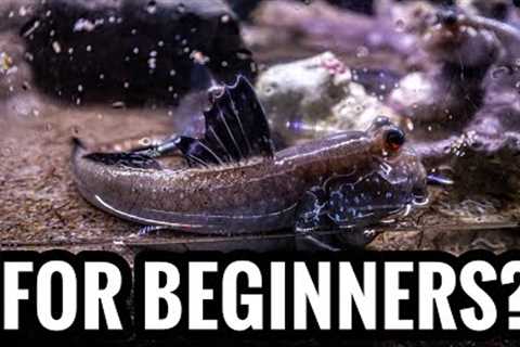 Top 5 Brackish Fish For Beginners