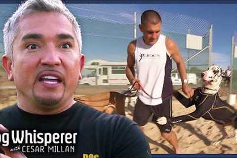 Cesar Steps In To Help Misbehaving Great Danes | Dog Whisperer With Cesar Millan