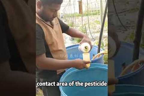 Natural insect repellents to keep away from chili peppers#farming #agriculture #microorganism