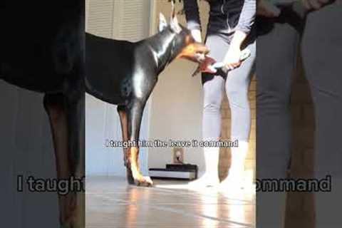 Basic and useful things I taught my #Doberman . #dog #dobie
