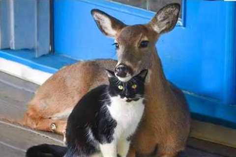 Cat’s First Time Exploring Nature 🐱 Funny Cats Videos 2025