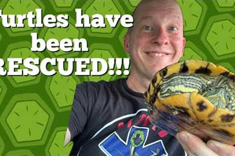 Turtles Are Rescued (Getting Proper Care) 