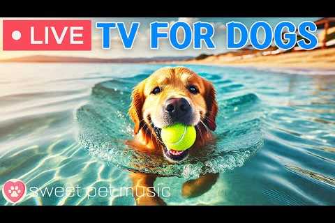 🔴24 Hours of Dog TV - Deep Relaxation Music for Dogs🎵🐶Dog Calming Music💖Dog Stress Relief Music