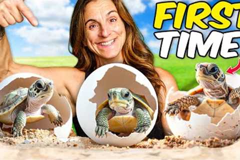 First Time Hatching Baby Turtles at Our Reptile Zoo!! (so cute)