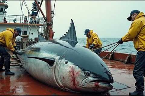 Long line tuna fishing journey in the middle of the ocean, Fishermen catch giant tuna on the boat!