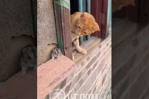 Cat Tries to Catch Mouse But What Happens Next? 🐱😱
