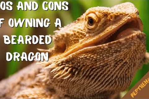 Pros and Cons Of Owning A Bearded Dragon