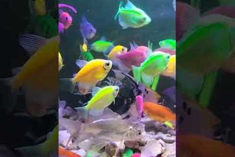 Do not fear failure but rather fear not trying#aquarium #fish #shorts