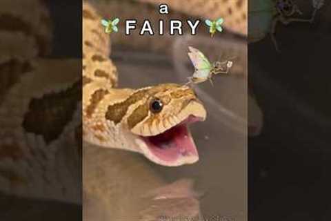 LOOK, A FAIRY! #reptile #animal #frog