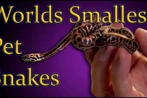 Top 5 SMALLEST Pet Snakes You Can Own