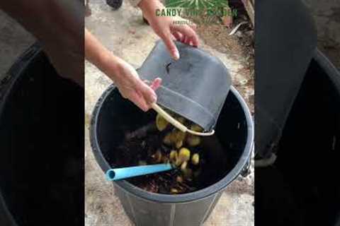 How to Make Fermented Fruit Juice to Grow Cleaner and Tastier Vegetables #gardening