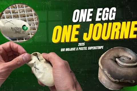 One Egg One Journey