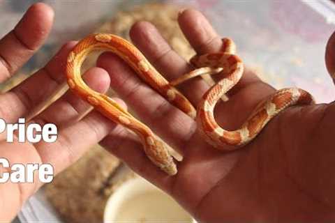 Before keeping Pet Snakes in India, See this!