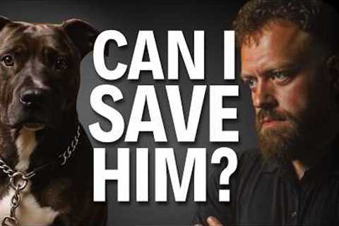 I Took the Dog No One Wanted... Here’s What Happened