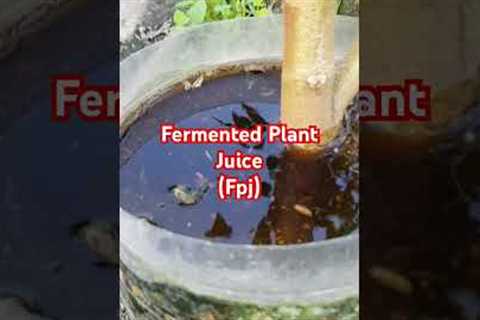 Fermented Plant Juice Organic Fertilizer (FPJ)