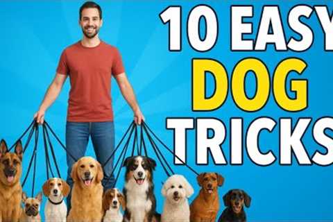 Dog Tricks ANYONE Can Teach at Home 🐶✨ | Dog Training Guide