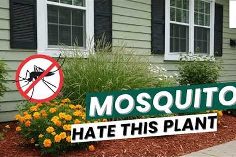 Top 10 Mosquito Free PLANTS for your Home Garden.