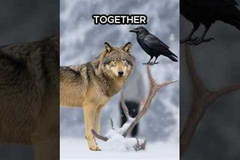 Animals That Are Secretly Best Friends...