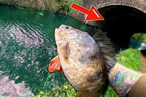 This Bridge Was STACKED With BIG PERCH! Canal Fishing Dream!