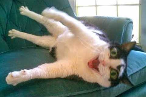 When you have SILLIEST CAT on Earth 😂 Funny Cats Videos 2025