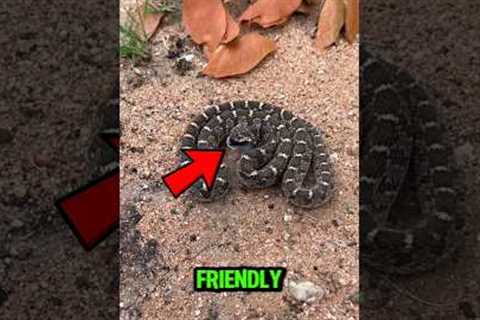 3 Friendly Snakes🐍 You Can Actually Keep as Pets