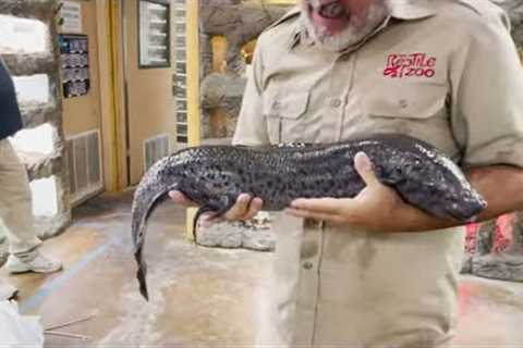 Is it a Reptile or a Fish?!