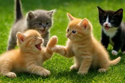 Beautiful Kittens Playing On The Grass - Cat Sounds, Beautiful Cat Videos