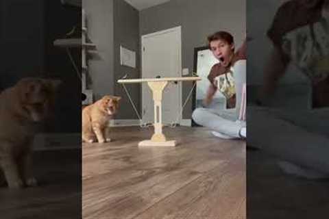 WORLDS SMARTEST CAT
