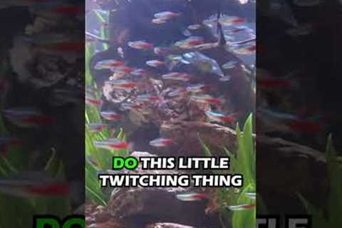 3 Ways Your Aquarium Looks Amazing With Schooling Fish