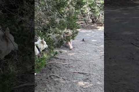 Goldendoodle Recall Training 🐾 Oscar Ignores Distractions