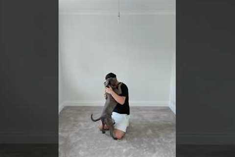 How to install a carpet like a pro #diy #how #carpets #construction #howto #stepbystep #renovation