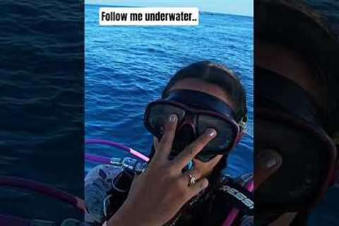 Let's SCUBA DIVE in the GILI'S, Indonesia 🪸 #ocean #lombok #bali #travel