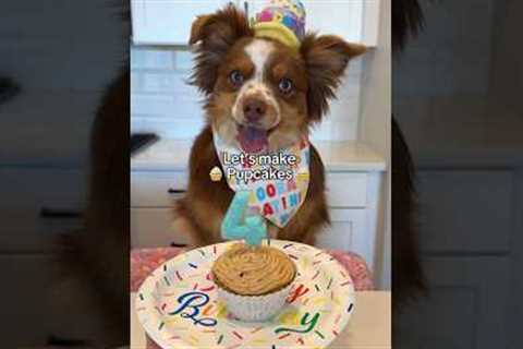 Happy Birthday Ember! Dog friendly cupcakes recipe! #dog #shorts