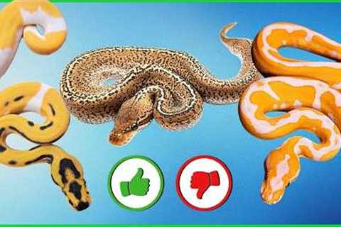 Rating YOUR Snakes: The Most “Super” Combo Ever?!