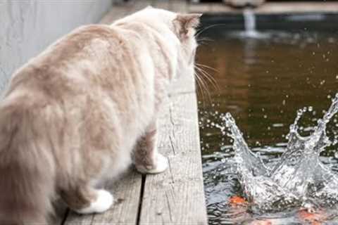 When Your Cat Decides To Teach The Fish Tricks 😹💦