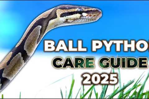 The NEW Ball Python Care Guide For Beginners