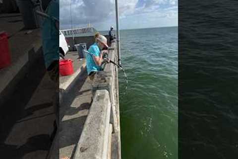 Catching a MONSTER grouper from under the PIER!! 💪 #skyway #fishing #bigfish