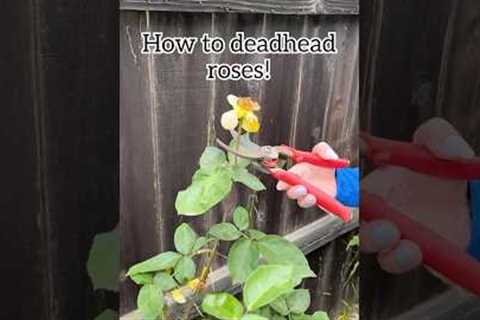 How to prune roses! #gardening #tips #rose #flowers #spring
