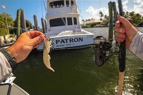 Fishing Florida Saltwater Residential Canals with Live Shrimp!!