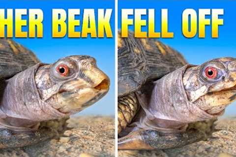 Turtle Who Lived on a Kitchen Floor for 50 Years Lost Her Beak! Rockalina’s Shocking Recovery Twist